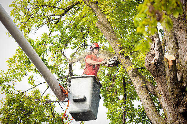 How Our Tree Care Process Works  in  Lexington, TX